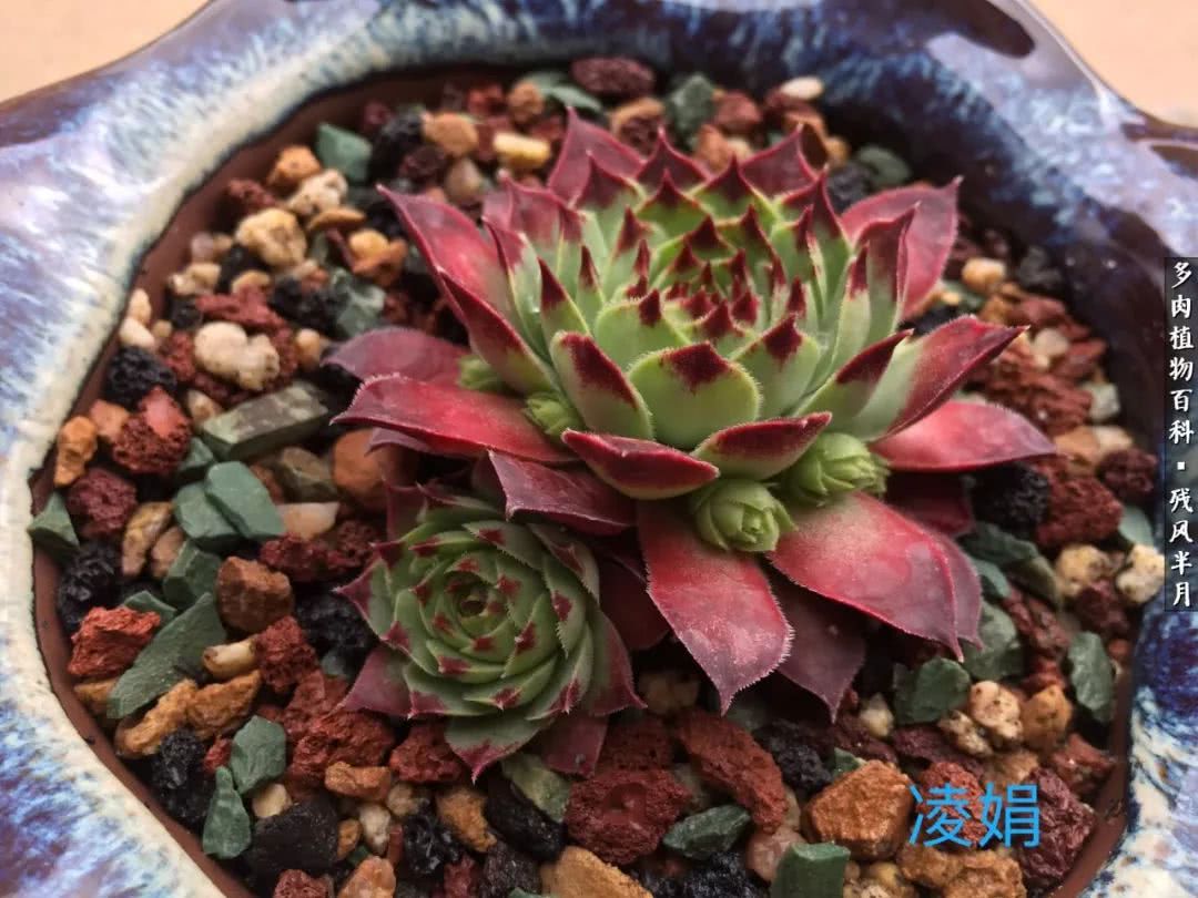 在多肉中治愈生活,养多肉生活中的快乐源泉