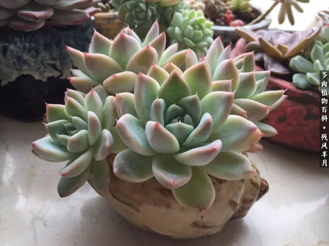 在多肉中治愈生活,养多肉生活中的快乐源泉