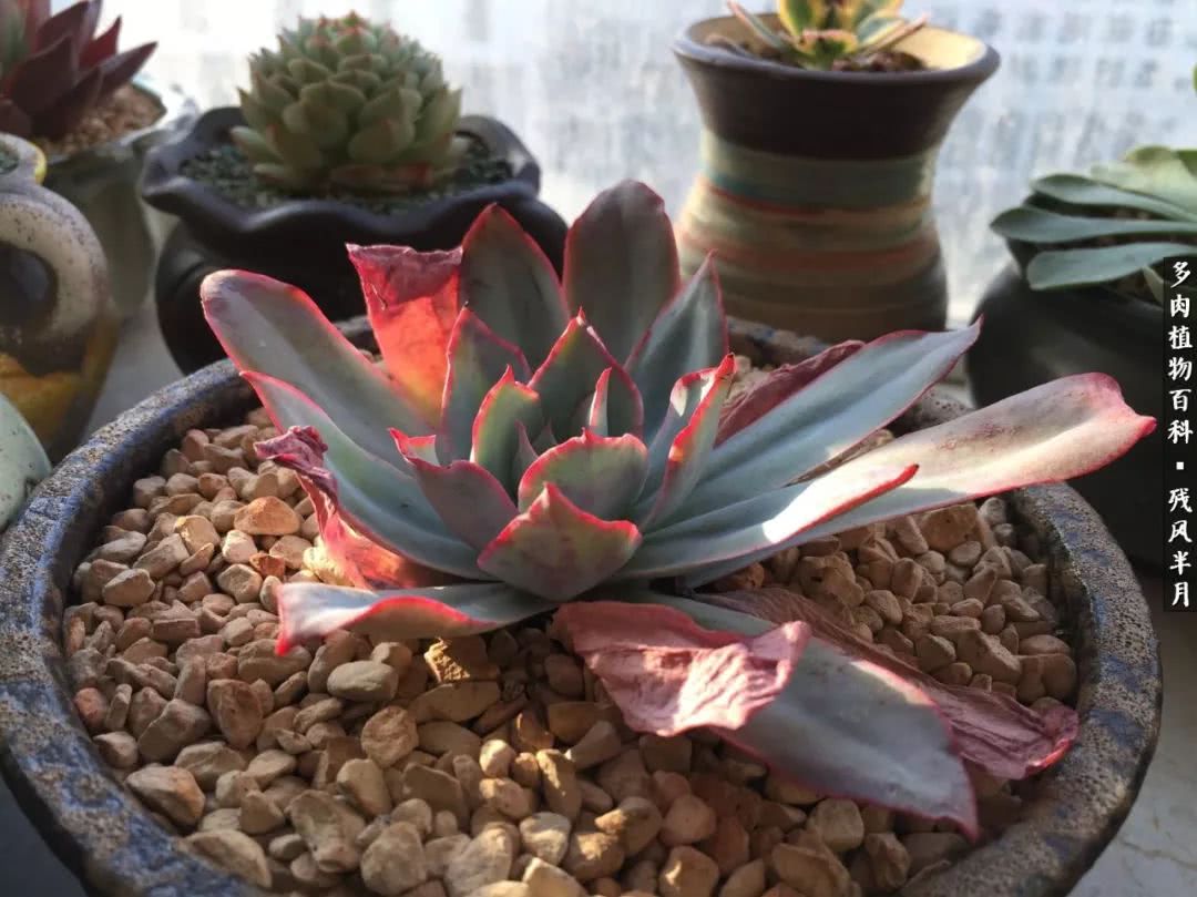 在多肉中治愈生活,养多肉生活中的快乐源泉