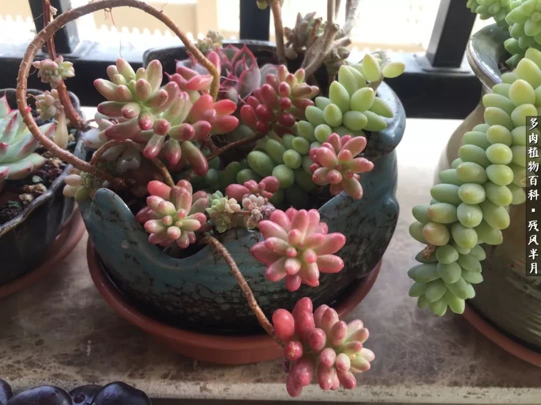 在多肉中治愈生活,养多肉生活中的快乐源泉