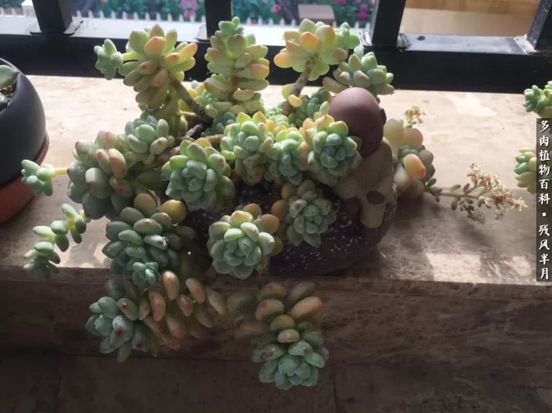 在多肉中治愈生活,养多肉生活中的快乐源泉