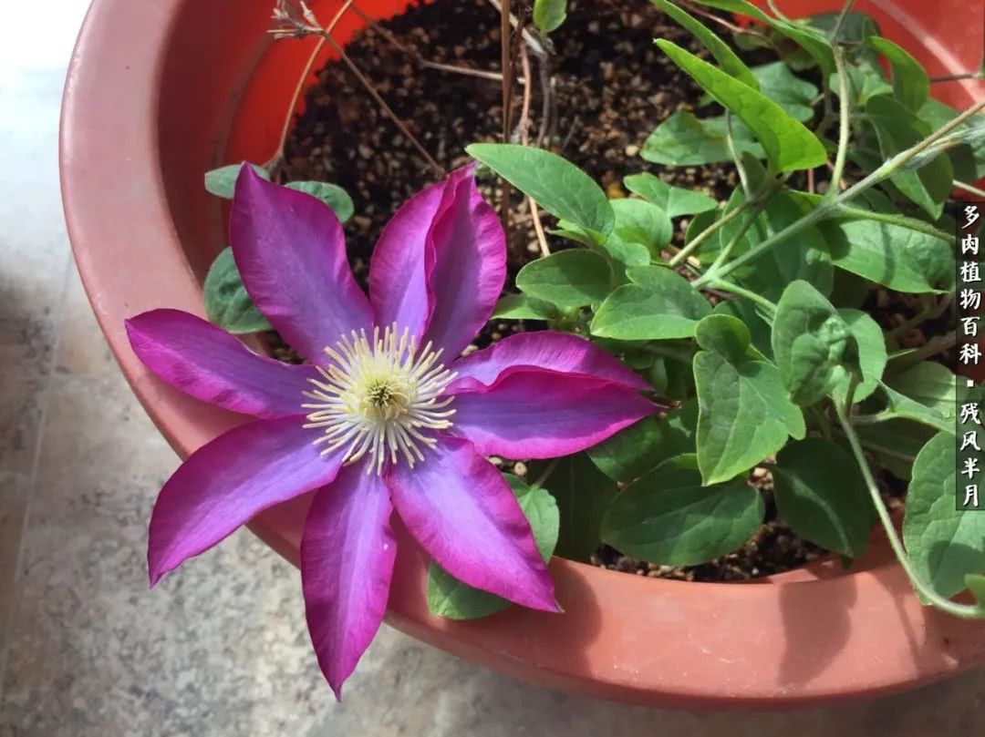 在多肉中治愈生活,养多肉生活中的快乐源泉