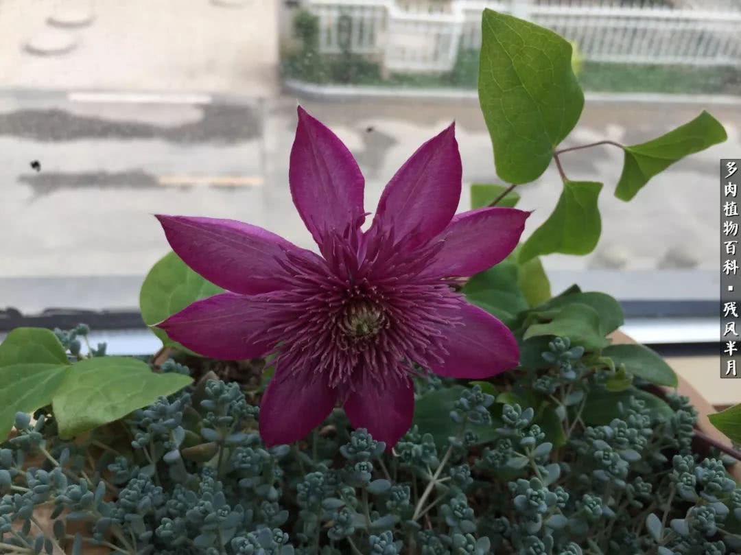 在多肉中治愈生活,养多肉生活中的快乐源泉