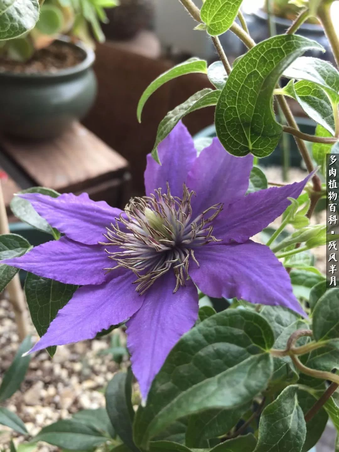 在多肉中治愈生活,养多肉生活中的快乐源泉