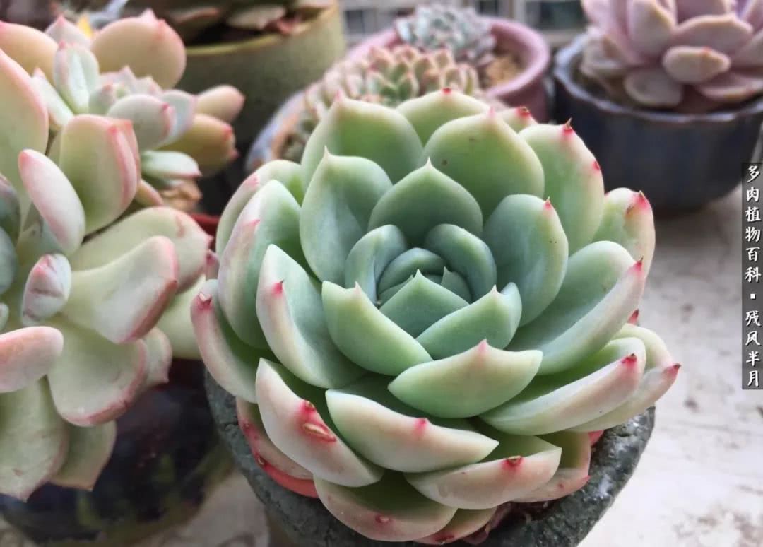 在多肉中治愈生活,养多肉生活中的快乐源泉