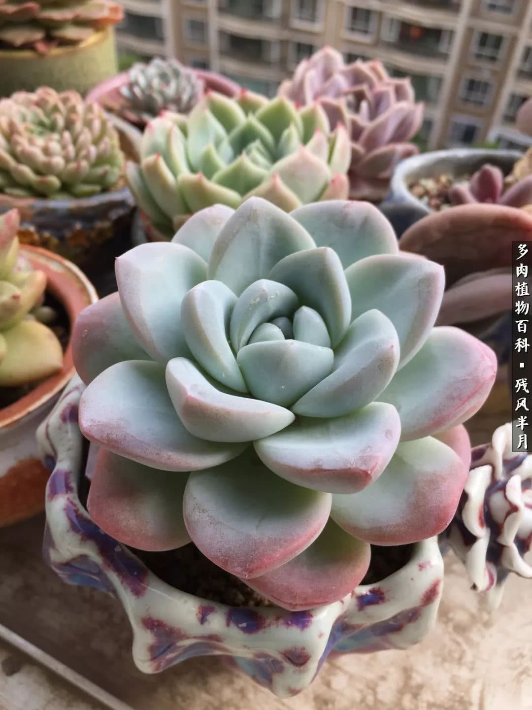 在多肉中治愈生活,养多肉生活中的快乐源泉
