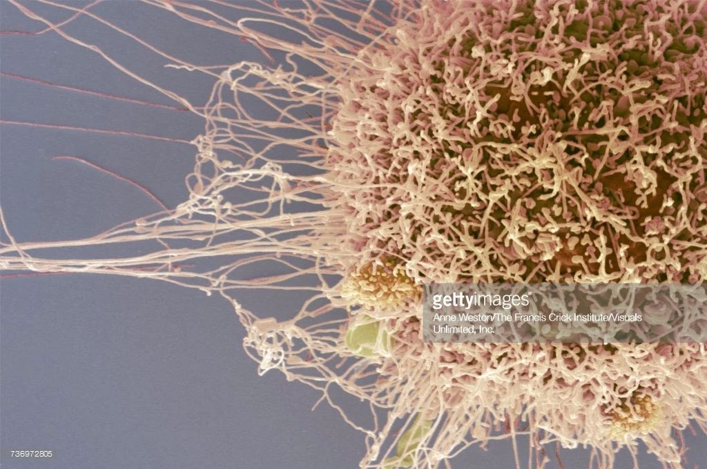 无限细胞分裂,无限分裂海拉细胞