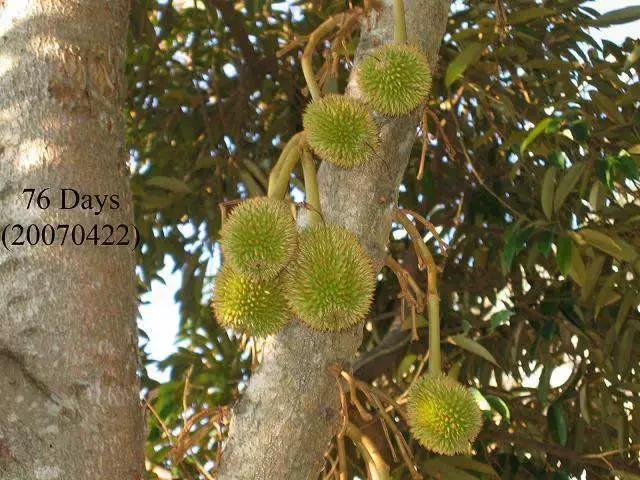 榴莲的生长过程是这样的,榴莲生长全过程记录