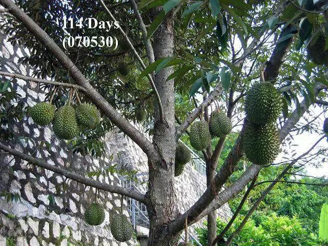 榴莲的生长过程是这样的,榴莲生长全过程记录