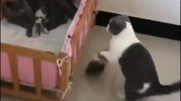 猫妈把小猫咪叼到狗窝,猫妈妈不让小猫咪挪窝