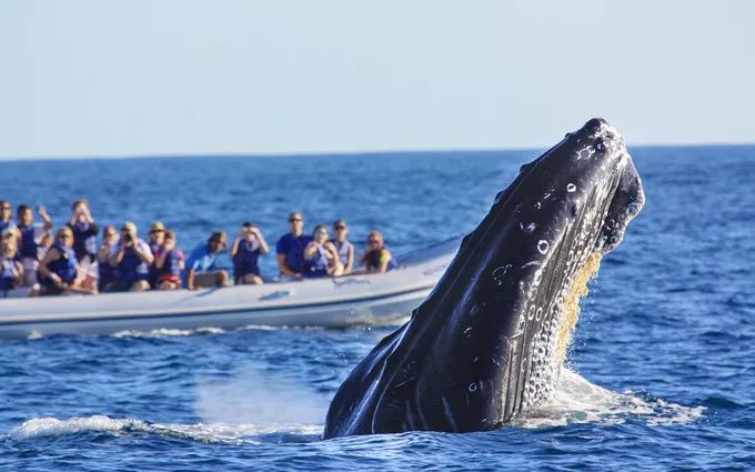 墨西哥雄鹰,墨西哥玛雅文明旅行