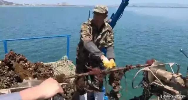 牡蛎收割机视频大全,牡蛎收割机图片