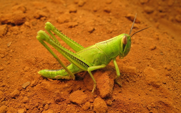 夏天的昆虫科普知识,夏天的昆虫阅读理解