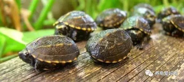 龟苗真的会应激而死吗,养龟苗的死亡率