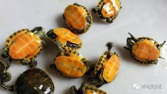 龟苗真的会应激而死吗,养龟苗的死亡率