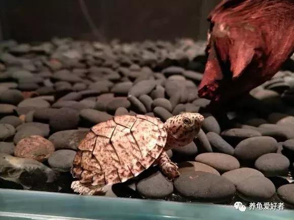 龟苗真的会应激而死吗,养龟苗的死亡率