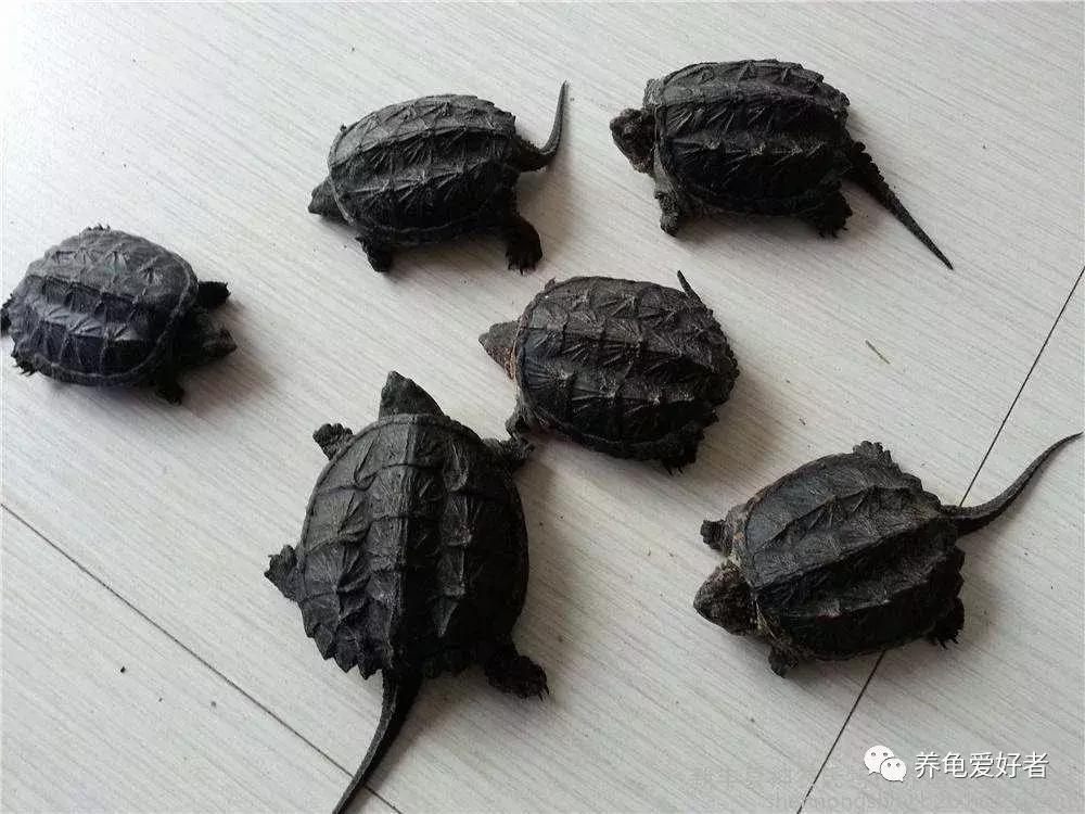 龟苗真的会应激而死吗,养龟苗的死亡率