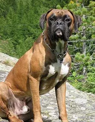 狗狗中暑怎么看,狗狗中暑宠物医院怎么处理