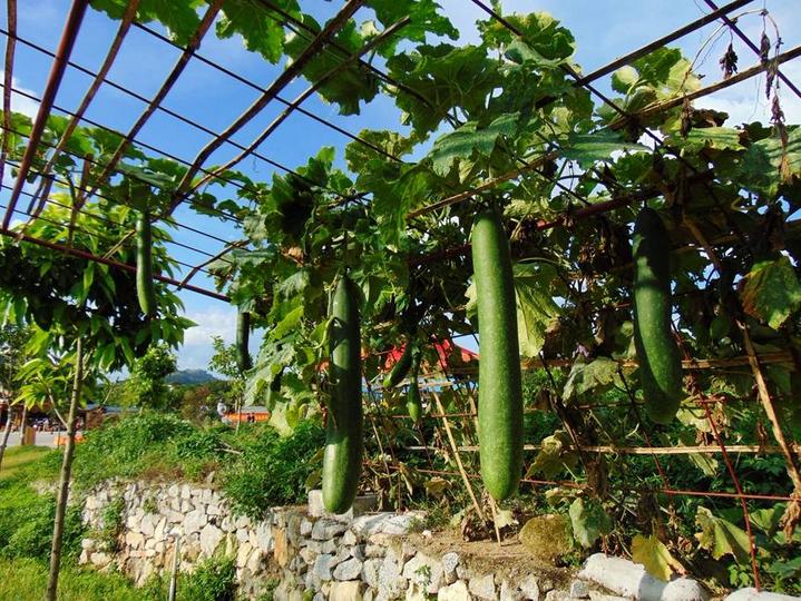 中国桂味荔枝之乡,荔枝之乡美食推荐