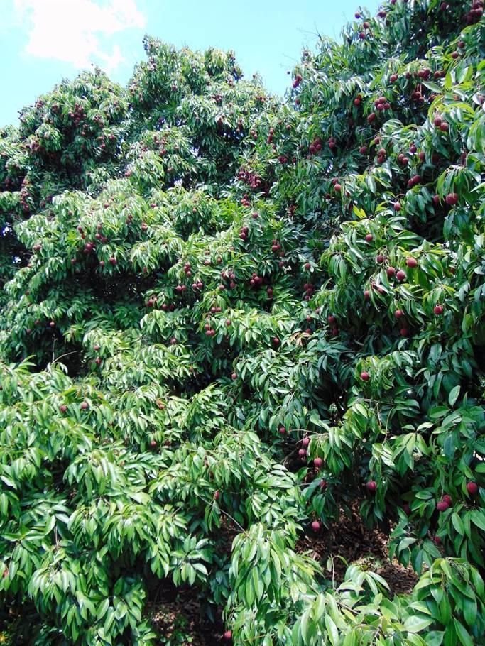 中国桂味荔枝之乡,荔枝之乡美食推荐