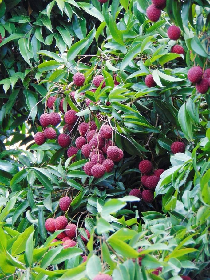 中国桂味荔枝之乡,荔枝之乡美食推荐