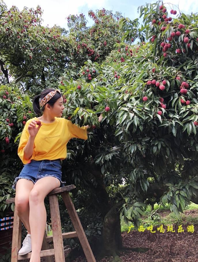 中国桂味荔枝之乡,荔枝之乡美食推荐