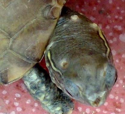 治疗乌龟腐甲的草,乌龟眼睛疥疮的最快消除方法