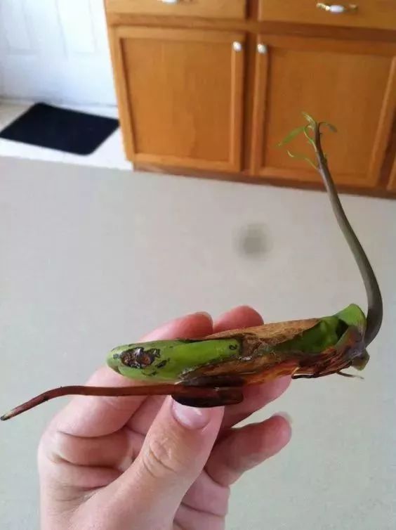 芒果的四种食用禁忌,芒果的正确吃法简单又好学