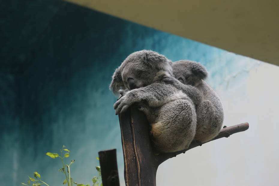 广州长隆野生动物世界旅游攻略,广州长隆野生动物王国攻略