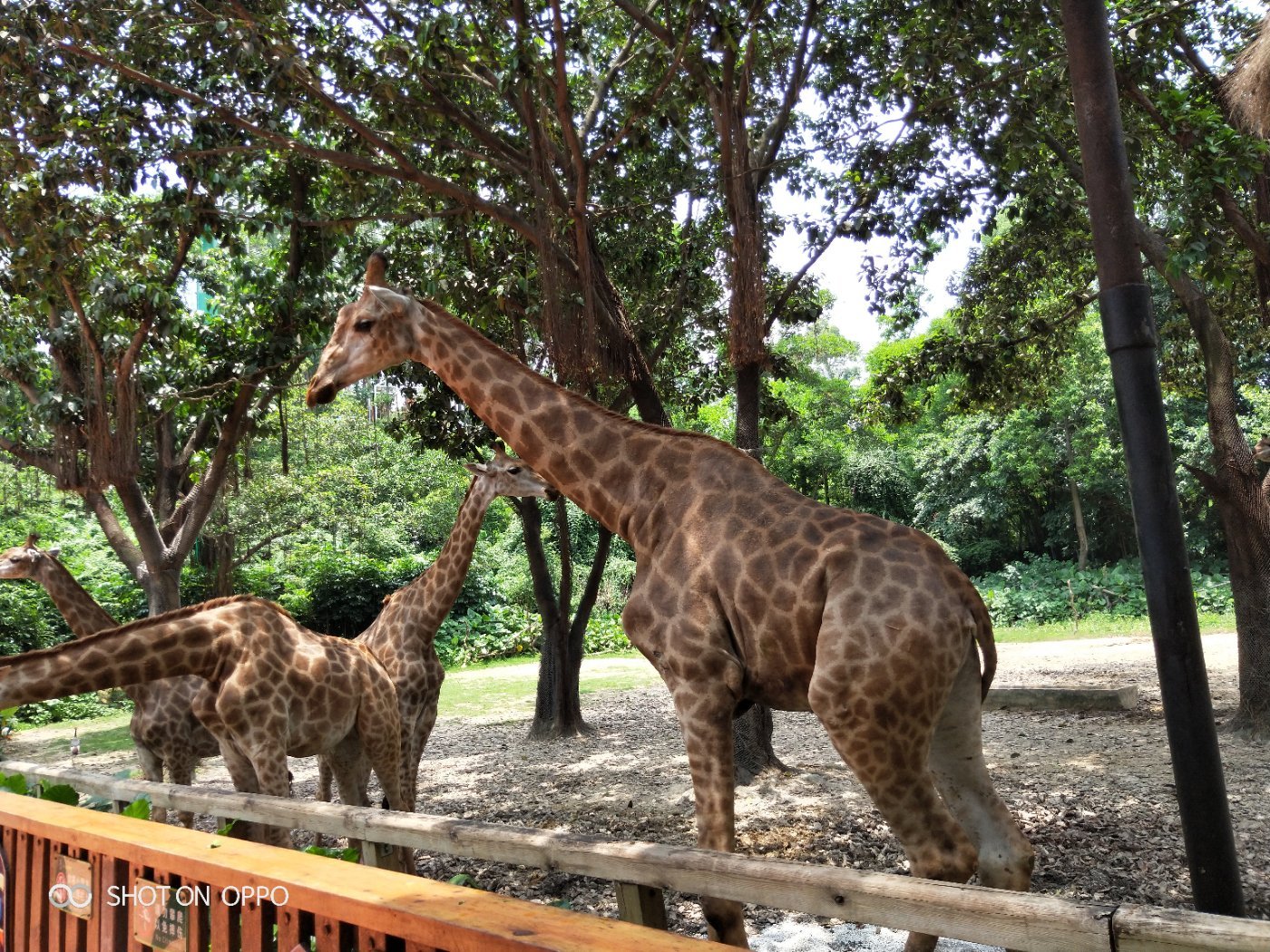 广州长隆野生动物世界旅游攻略,广州长隆野生动物王国攻略