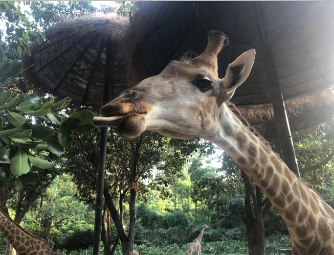 广州长隆野生动物世界旅游攻略,广州长隆野生动物王国攻略