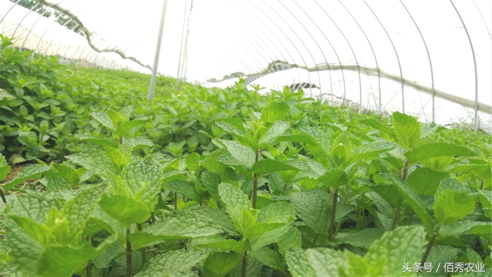 农民种植极品菜,农村老人种的菜又便宜又无公害