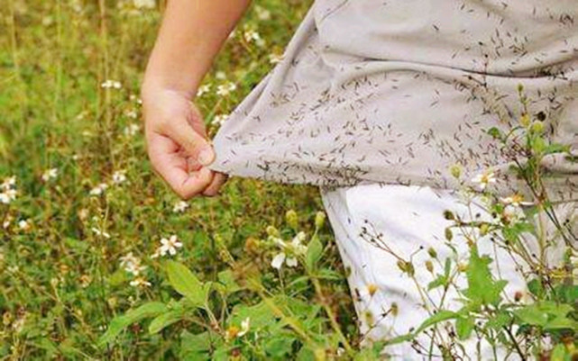 农村有一种植物,不论是动物还是人都得怕它三分,它就是鬼针草