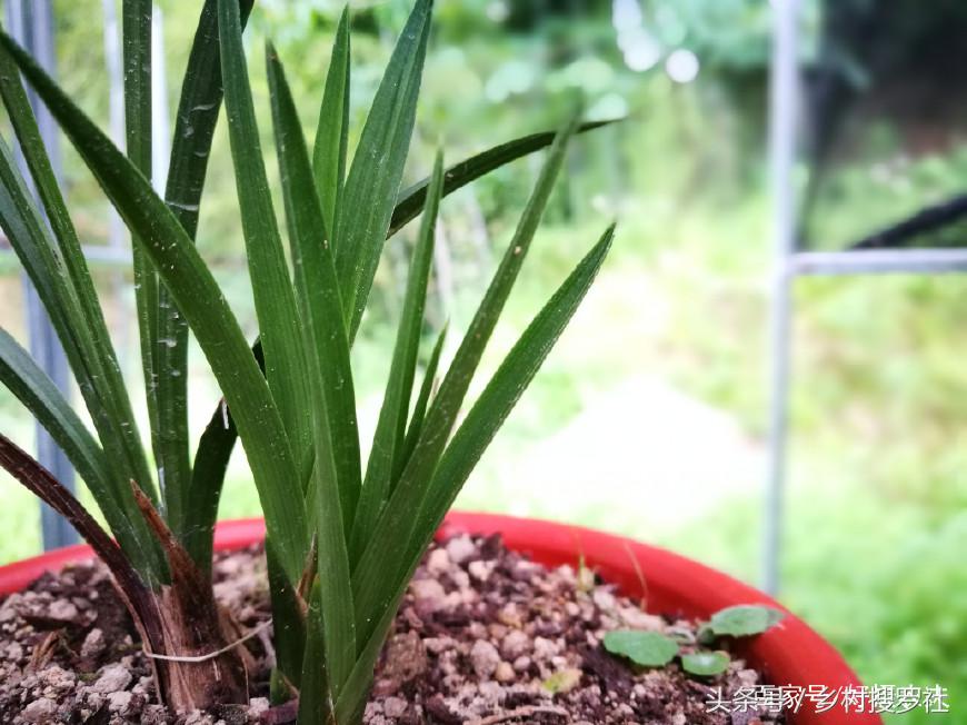 为什么松树皮适合养花,为什么喜欢用松柏类盆景