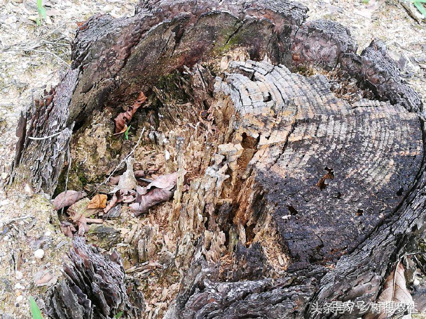 为什么松树皮适合养花,为什么喜欢用松柏类盆景