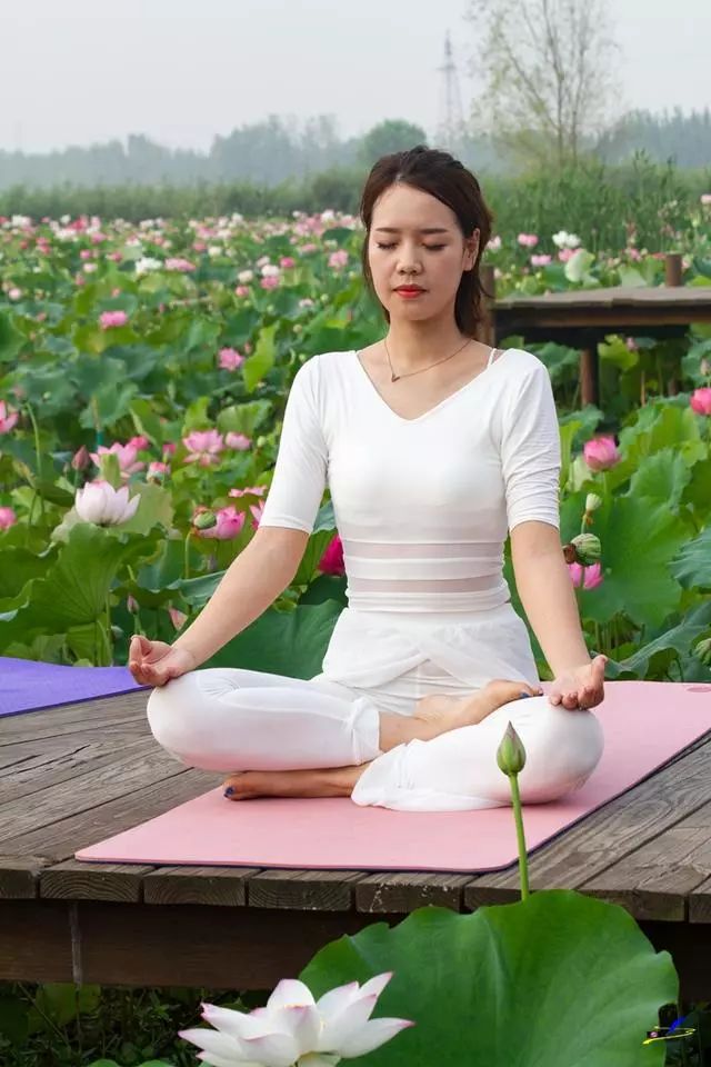 微山湖荷花丛中一群白衣美女舞动着柔软的腰肢