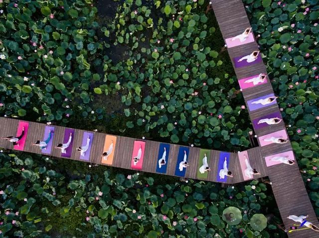 微山湖荷花丛中一群白衣美女舞动着柔软的腰肢