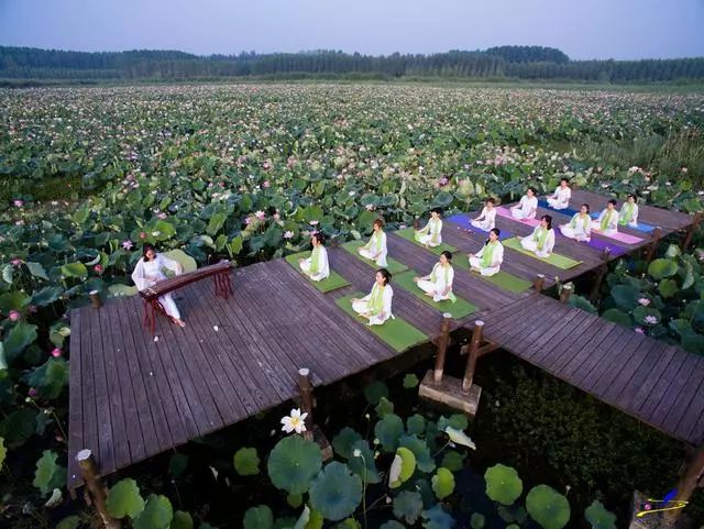 微山湖荷花丛中一群白衣美女舞动着柔软的腰肢