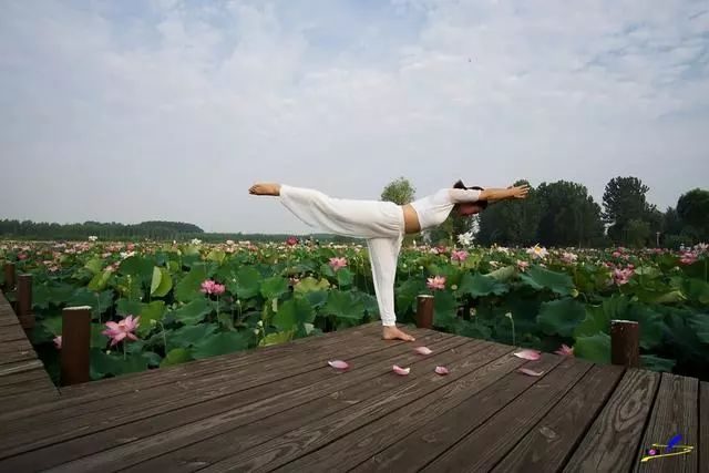 微山湖荷花丛中一群白衣美女舞动着柔软的腰肢