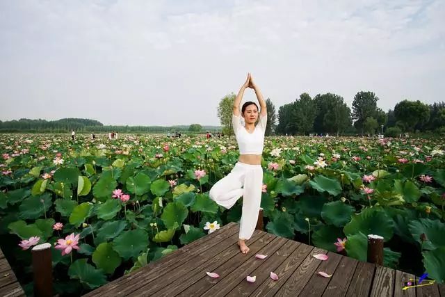 微山湖荷花丛中一群白衣美女舞动着柔软的腰肢