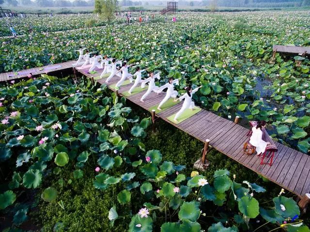微山湖荷花丛中一群白衣美女舞动着柔软的腰肢