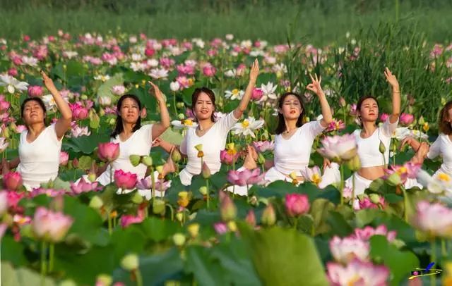 微山湖荷花丛中一群白衣美女舞动着柔软的腰肢