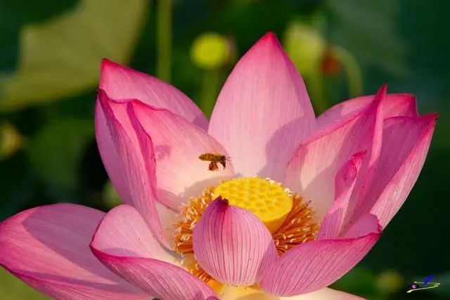 微山湖荷花丛中一群白衣美女舞动着柔软的腰肢