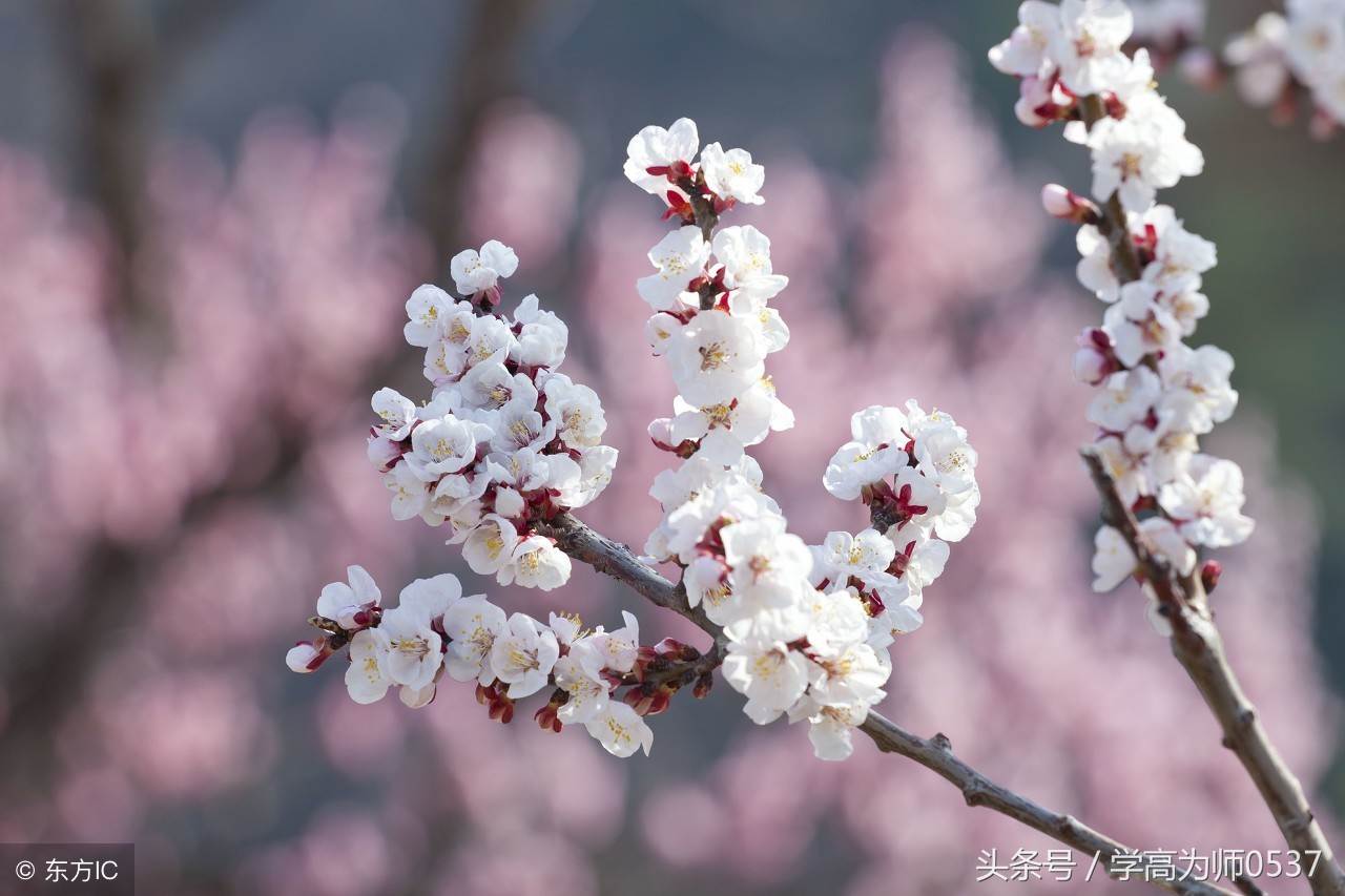 小学二年级经典美文诵读视频,经典诵读小学生二年级名句五