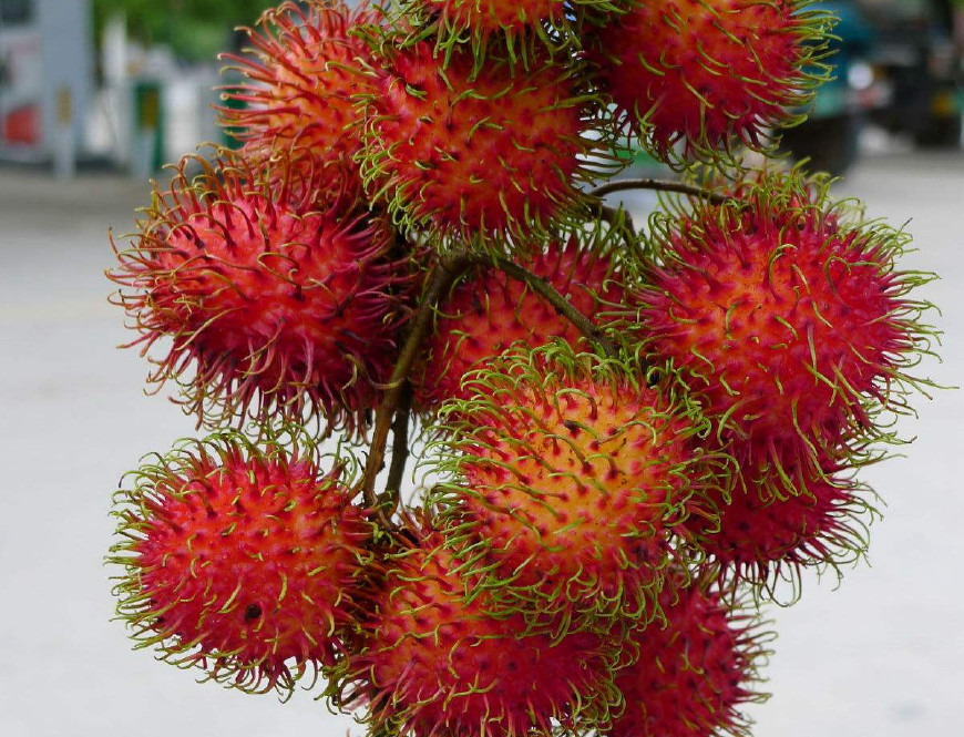 红毛丹营养价值及功效,红毛丹果营养和功效与作用