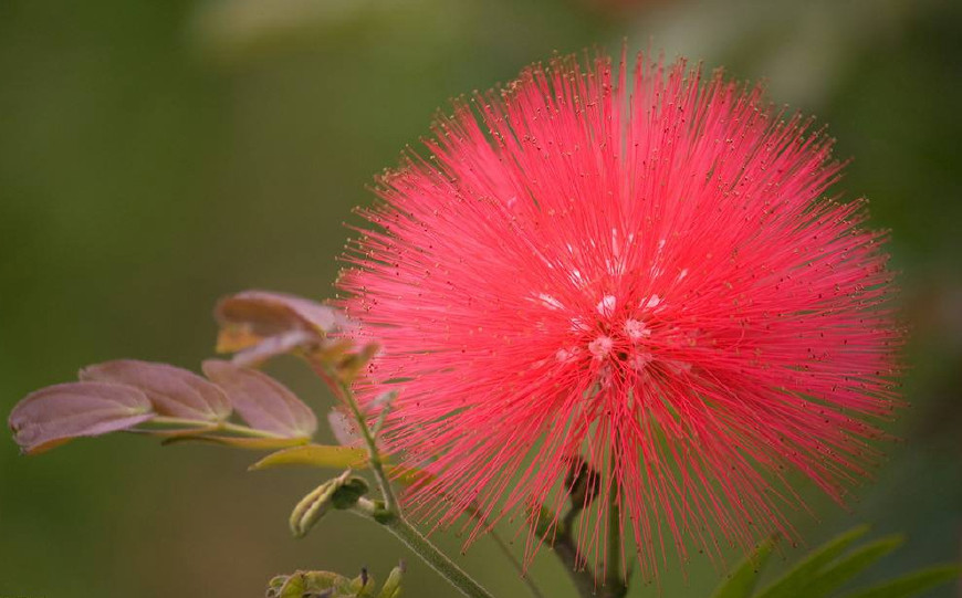 红毛丹营养价值及功效,红毛丹果营养和功效与作用