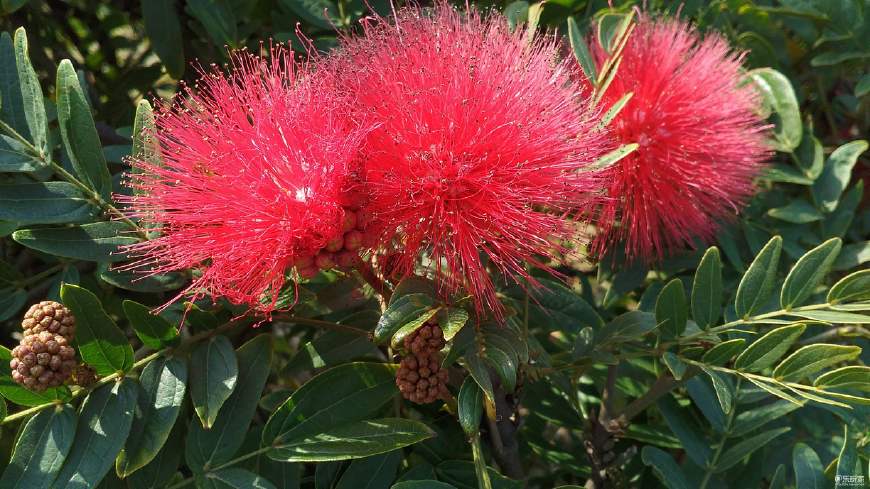 红毛丹营养价值及功效,红毛丹果营养和功效与作用