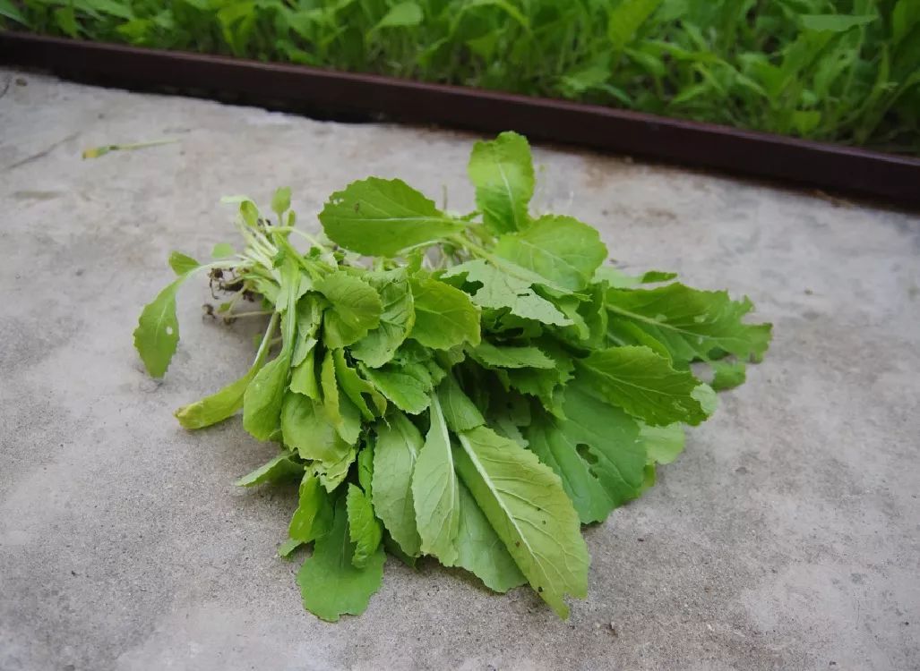 在家怎么炒的小白菜又嫩又好吃呢,自己做的小白菜怎么又柴又老