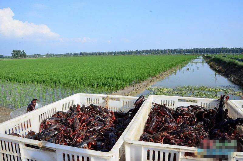 潜江稻虾共作养殖技术,潜江虾稻全产业链最新标准发布