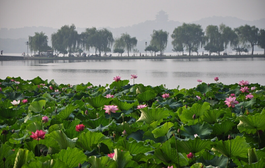 西湖荷花诗句古诗大全,关于荷花的诗句古诗七言绝句